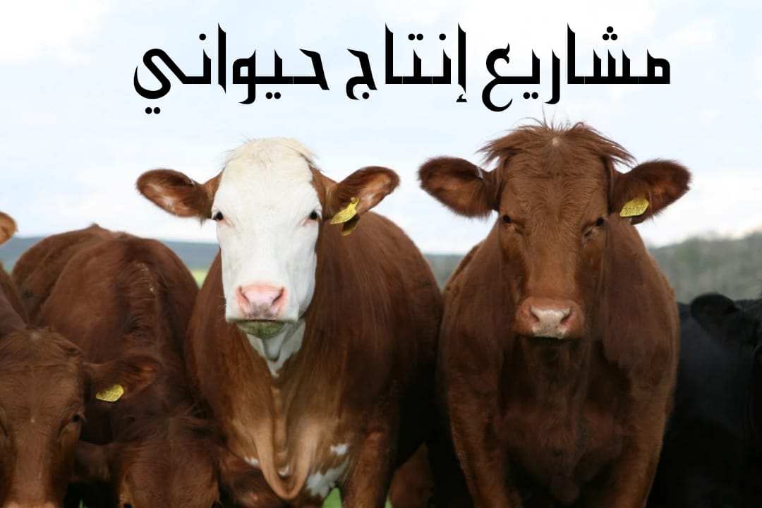 مشاريع انتاج حيواني